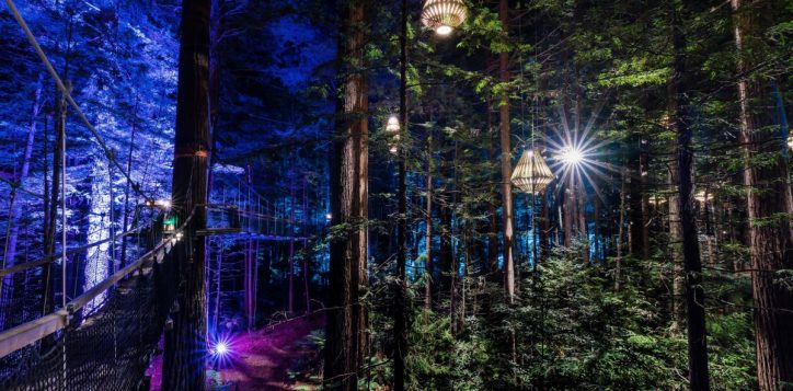 redwoods-night-121-2